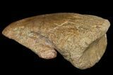Pachycephalosaur Ungual (Claw) - Montana #121972-2